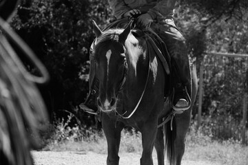Cowboy on horse for ranching in western lifestyle.