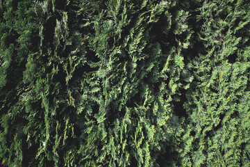 foggy thuja texture 02