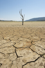 Dead tree  and drought in the cracked earth, climate change concept.