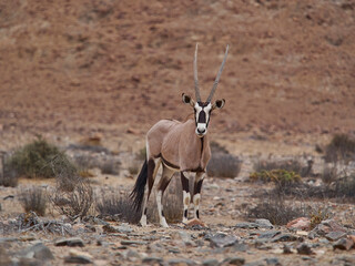 Oryx antelope Gemsbok grazing in Hoanib ephemeral river bed