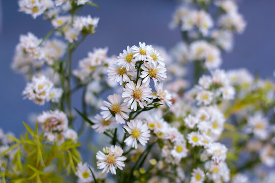 Symphyotrichum ericoides flower is a true herb and belongs to the Asteraceae family. This plant has white flowers with yellow centers, which begin flowering in late summer and last until autumn.
