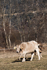 cow and calf