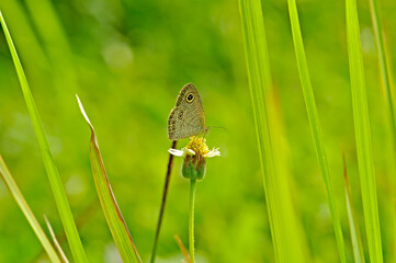 butterfly on green grass, macro