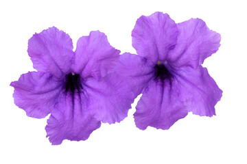 Two  flowers of Mexican petunia (Ruellia brittoniana)