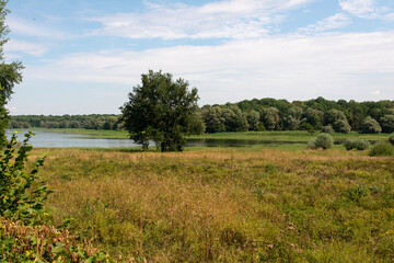 Fototapeta na wymiar Saule cendré, Salix cinerea, lac du Parc naturel régional de la forét d'Orient, 10, Aube