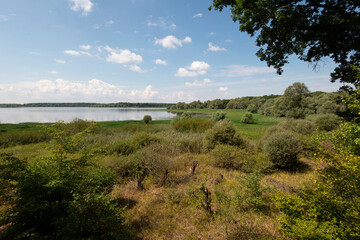 Fototapeta na wymiar Saule cendré, Salix cinerea, lac du Parc naturel régional de la forét d'Orient, 10, Aube