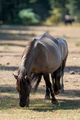 Cheval sauvage, race Tarpan