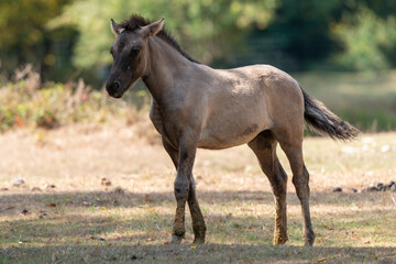 Cheval sauvage, race Tarpan