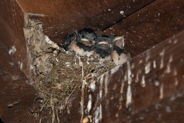 Hirondelle rustique,.Hirundo rustica, Barn Swallow © JAG IMAGES