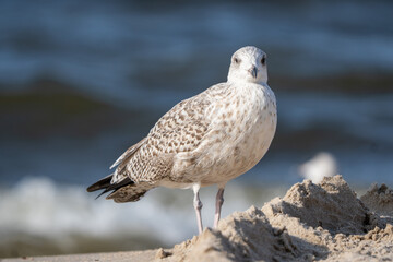 zbliżenie na ptaka - mewę nad polskim morzem