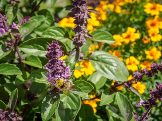 festival des jardins au château de Chaumont sur Loire en France