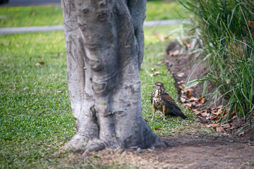 Fototapeta na wymiar bird in a park