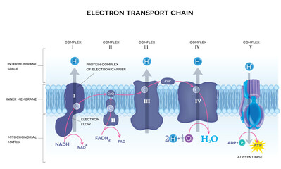 An electron transport chain. Oxidative phosphorylation, the final stage of cellular respiration.  It occurs in the inner mitochondrial membrane in eukaryotes. - obrazy, fototapety, plakaty