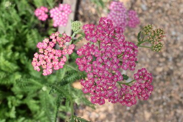 Flowers In The Garden