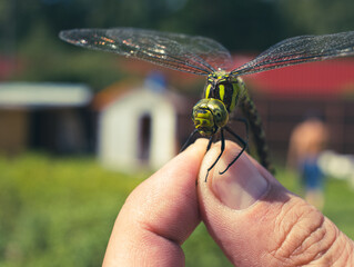 Green dragonfly close-up in a man's hand