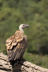 Vulture