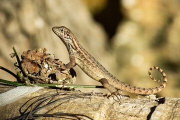 Lizard on a Tree