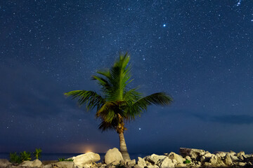 Fototapeta na wymiar Palm Tree at Night