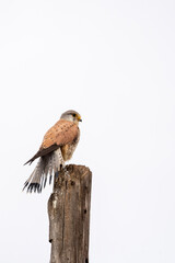 Male kestrel