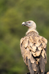 portrait of a vulture 