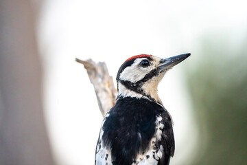 Fototapeta premium Great spotted woodpecker 