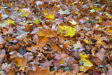 The first yellow-red colors of autumn in the forest.