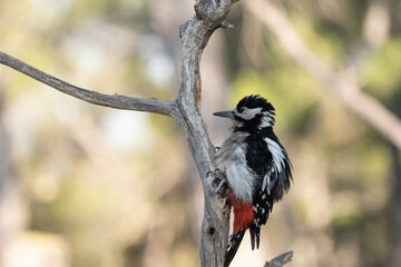 Great spotted woodpecker