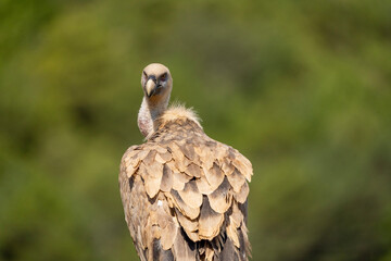 Griffon vulture 