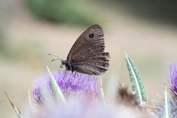 butterfly on thistle