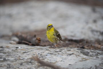 European serin 