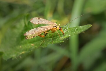 fly Panorpa communis on a leaf