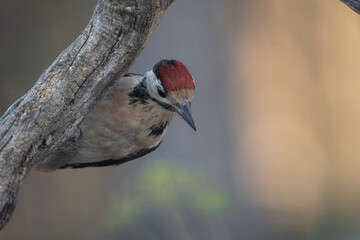spotted woodpecker