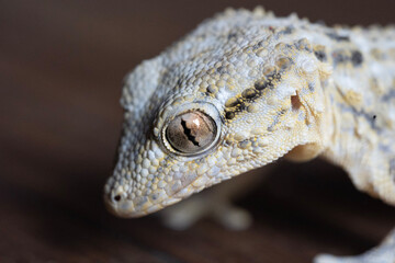 close up of a gecko