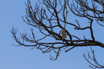 Hawk perched in a dead tree