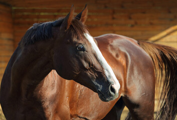 Thoroughbrd horse portrait in summer ranch paddock