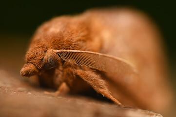 polyphemus moth macro photography. closeup of a beautiful fluffy brown moth. forest insect...