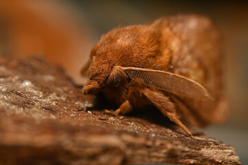 polyphemus moth macro photography. closeup of a beautiful fluffy brown moth. forest insect...