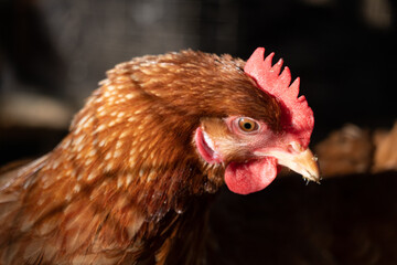 Close up low level portrait view of chicken head showing eye and crown gold, yellow and white
