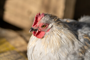 Close up low level portrait view of chicken head showing eye and crown gold, yellow and white