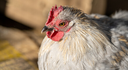 Close up low level portrait view of chicken head showing eye and crown gold, yellow and white