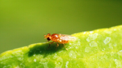 Hatchling stage of a flying insect on a leaf in Panama City, Florida, USA