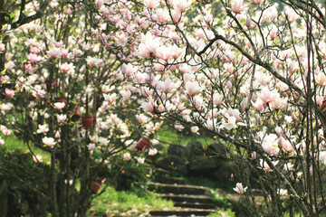 beautiful Lotus-flowered Magnolia,Southern Magnolia,Loblolly Magnolia,Bull Bay,Large-flowered Magnolia flowers blooming on the 
branches with stairs in the plantation in spring