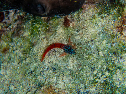 A black and red-colored goby fish lies on the reef. Underwater nature scene.