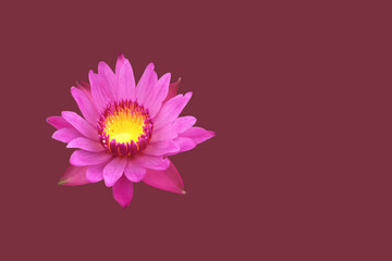 Isolated pink lotus or waterlily flower with clipping paths.