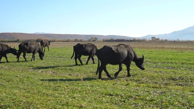 Herd of buffalos graze in a green field