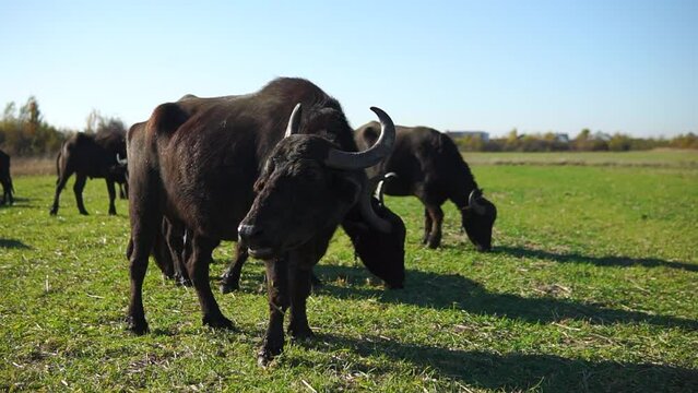 Buffalo herd grazing on a green meadow at sunny day 