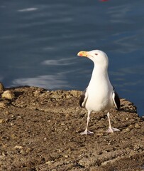 Fototapeta premium seagull on the pier