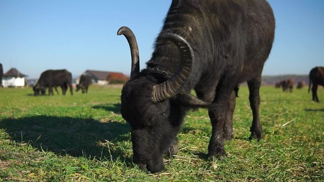 Domestic buffalo with long twisted hornes grazes in a field