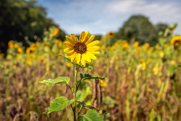 Small sunflower in the foreground of a large Dutch sunflower field. The photo was taken on a sunny summer day.