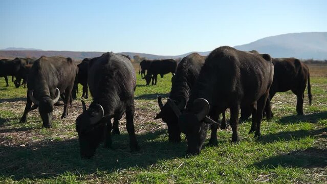 Buffalo herd pasture at a green valley in Ukrainian Carpathians